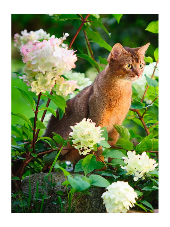 Кошки. Самая полная иллюстрированная энциклопедия Дудникова С.С., Есауленко О.В Эксмо | Фото 9