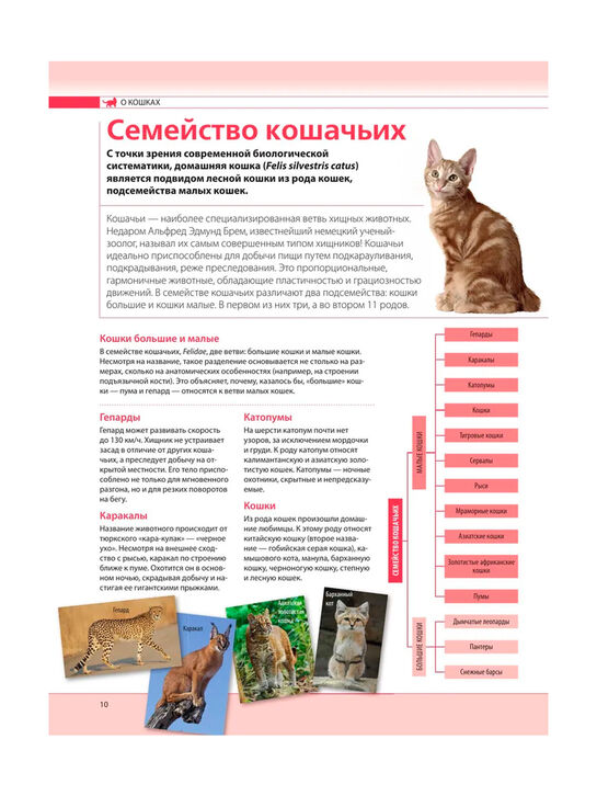 Кошки. Самая полная иллюстрированная энциклопедия Дудникова С.С., Есауленко О.В Эксмо | Фото 10