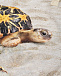 Спортивные брюки Sabb Beach Turtles Molo | Фото 3