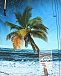 Бермуды для купания Neal Sunset Surfer Molo | Фото 3