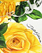 Раздельный купальник с принтом &quot;желтые розы&quot; Dolce&Gabbana | Фото 3