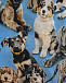 Голубые шорты Simroy Pups Molo | Фото 3
