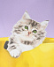 Сиреневая футболка с принтом &quot;котенок в пакете&quot; MSGM | Фото 8