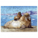 Деревянный пазл «Атлантический морж» коллекция WWF России DaVICI | Фото 1