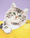 Сиреневый свитшот с принтом &quot;котенок в пакете&quot; MSGM | Фото 8