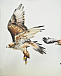 Футболка Raveno Bird Lift Off Molo | Фото 4