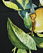 Брюки клеш от бедра, принт лимоны Roberto Cavalli | Фото 11