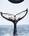 Свитшот с принтом Whale Tail Molo | Фото 4