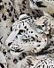 Леггинсы Niki Winter Leopards Molo | Фото 3
