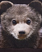 Свитшот Disco Bear Cub Molo | Фото 3