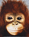 Толстовка с принтом &quot;Orangutan&quot; Molo | Фото 4