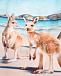 Плавки-шорты Norton Placed Kangaroos Molo | Фото 3