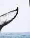 Свитшот с принтом Whale Tail Molo | Фото 6
