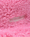 Розовая плюшевая панама Monnalisa | Фото 3