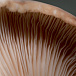 Крем Антистресс с экстрактом грибов Cleanformance/Stress Defense Mushroom Cream BABOR | Фото 5