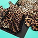 Сумка с леопардовым принтом Dolce&Gabbana | Фото 2