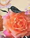 Леггинсы с принтом &quot;розы&quot; Molo | Фото 3