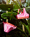 Купальник раздельный Nicola Fuchsia Pink Molo | Фото 2