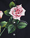 Черная рубашка на завязках с принтом &quot;Тропические розы&quot; Dolce&Gabbana | Фото 3