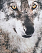 Толстовка Reif Two Wolves Molo | Фото 3