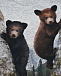 Enovan Climbinig Bear Cubs Molo | Фото 3